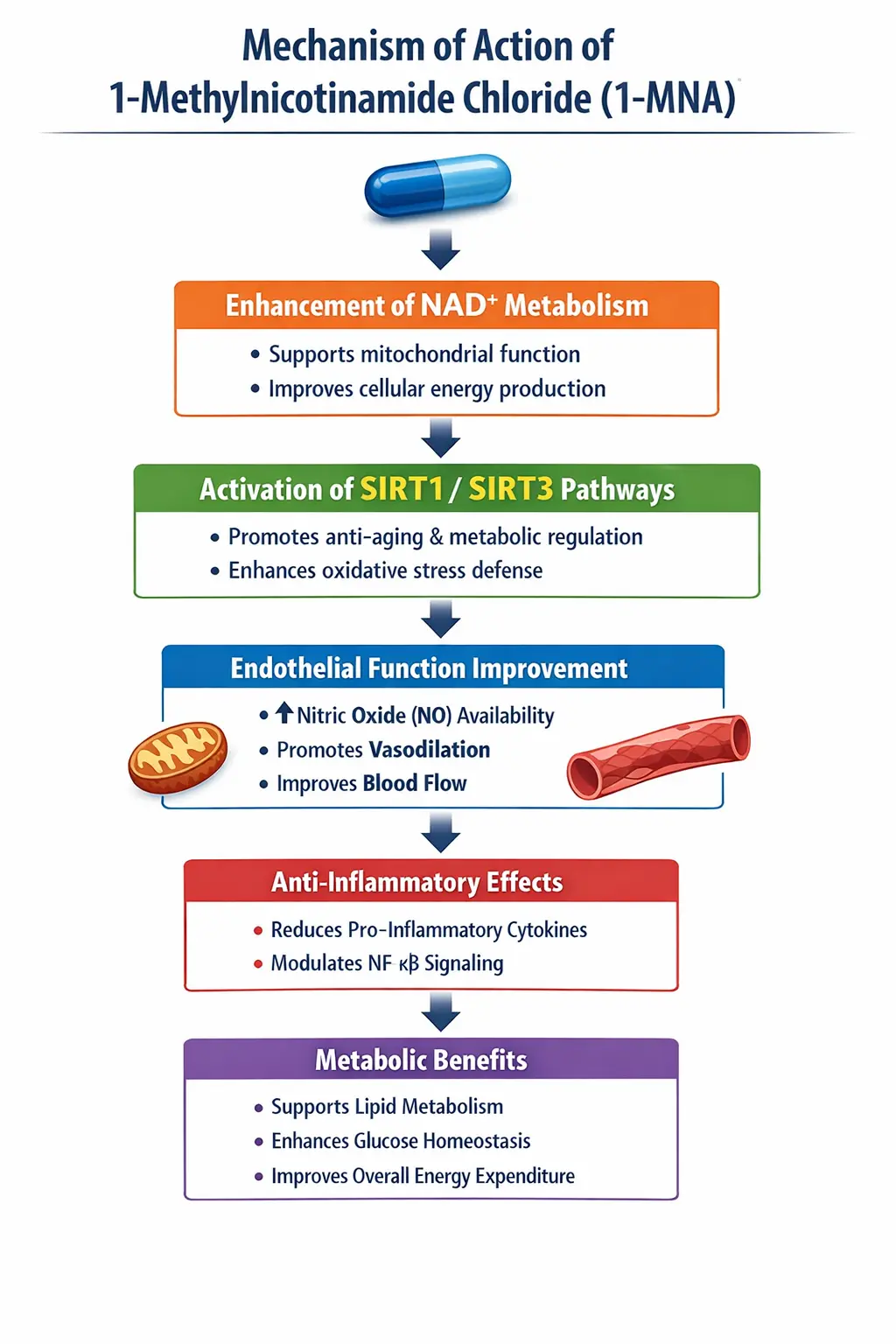 Mechanism of Action of 1-Methylnicotinamide Chloride 1-MNA