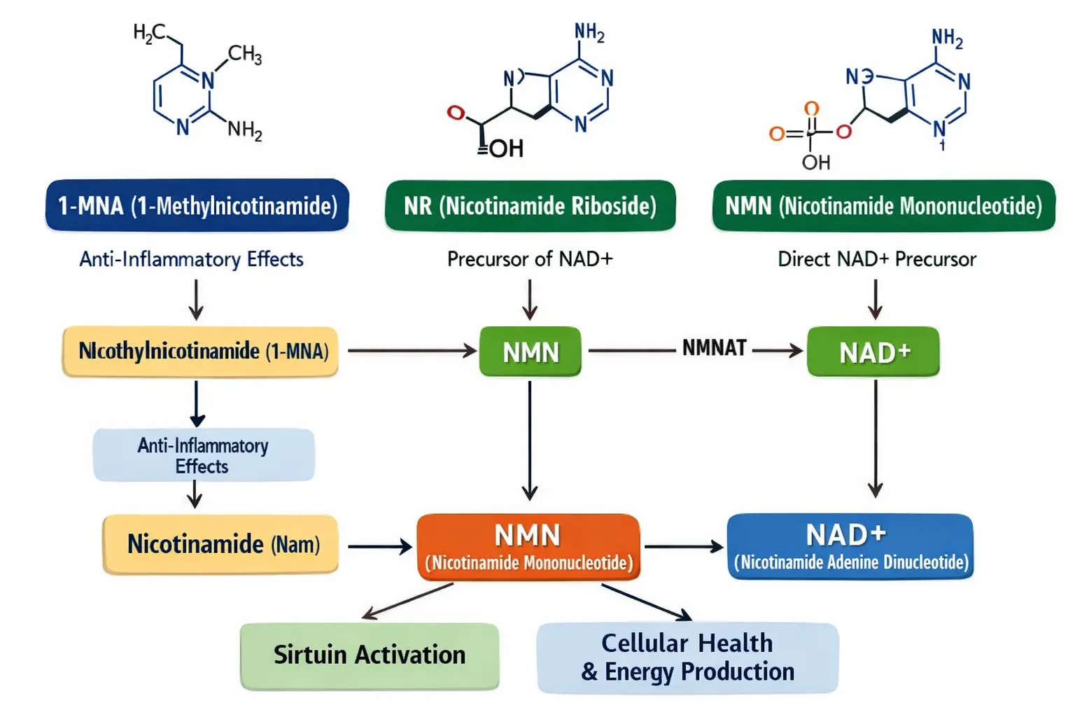 Comparison of 1-MNA NR and NMN in NAD metabolism pathway