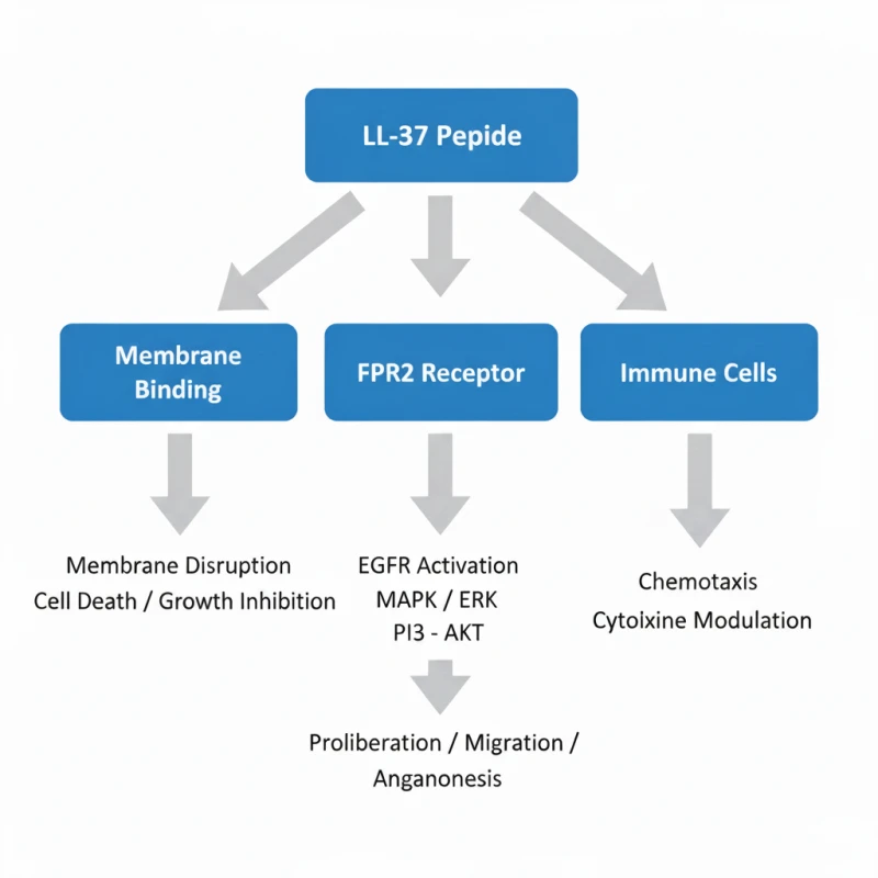 LL-37 peptide Pathway
